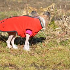 Chinese crested hårløs Chinabell's Arianna the Beauty