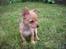 Chihuahua vera