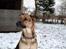 Blanding af racer Bella - Vinter 2012! :D
