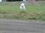 Coton de tulear Sisses Cindy