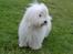 Coton de tulear Sisses Cindy