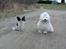 Coton de tulear Sisses Cindy