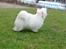 Coton de tulear Sisses Cindy