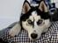 Siberian husky Einstein