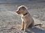 Blanding af racer Nala