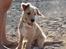 Blanding af racer Nala