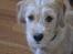 Blanding af racer Nala