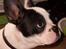 Fransk bulldog † Gizmo †  <3 <3 <3 <3