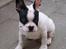 Fransk bulldog † Gizmo †  <3 <3 <3 <3