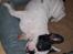 Fransk bulldog † Gizmo †  <3 <3 <3 <3