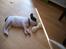 Fransk bulldog † Gizmo †  <3 <3 <3 <3