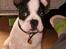 Fransk bulldog † Gizmo †  <3 <3 <3 <3