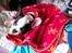 Fransk bulldog † Gizmo †  <3 <3 <3 <3