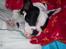 Fransk bulldog † Gizmo †  <3 <3 <3 <3