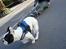 Fransk bulldog † Gizmo †  <3 <3 <3 <3