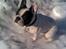 Fransk bulldog † Gizmo †  <3 <3 <3 <3