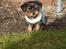 Yorkshire terrier Rolex