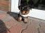 Yorkshire terrier Rolex