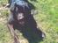 Blanding af racer Blackie R.I.P