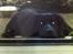 Blanding af racer Blackie R.I.P