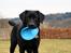 Labrador retriever Anton
