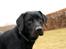 Labrador retriever Anton