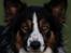 Border collie Jett R.I.P