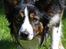 Border collie Jett R.I.P