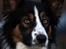 Border collie Jett R.I.P