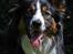 Border collie Jett R.I.P