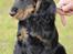 Cocker spaniel Thor - Thor