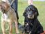 Cocker spaniel Thor - Thor med min søns hund Odin 