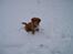 Nova scotia duck tolling retriever Viki - Yibbi... Sne!!