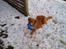 Nova scotia duck tolling retriever Viki - Det var så den bold...