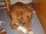 Nova scotia duck tolling retriever Viki - Så er det julegavetid..