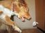 Nova scotia duck tolling retriever Viki - Jeg griiiiber den...