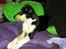 Collie korthåret Zoey