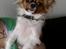 Chihuahua Ib