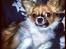 Chihuahua Ib