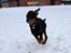 Blanding af racer Luna