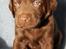 Labrador retriever ANTON - 4 uger
