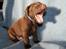 Labrador retriever ANTON - 4 uger