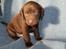 Labrador retriever ANTON - 4 uger
