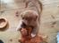 Nova scotia duck tolling retriever Mika "Himmelhund" 