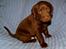 Labrador retriever ANTON - 5 uger