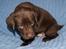 Labrador retriever ANTON - 5 uger