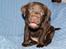 Labrador retriever ANTON - 5 uger