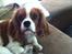Cavalier king charles spaniel Amazing  Jetliners "Oskar" himmelhund