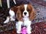 Cavalier king charles spaniel Amazing  Jetliners "Oskar" himmelhund - den dag jeg fik mit bedste legetøj.