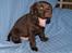 Labrador retriever KENTO - 5 uger